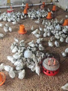 辽宁营口600只蛋鸡发酵床制作成功
